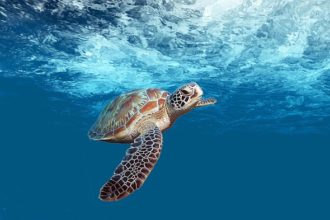 V Green Turtle Cay si můžete zaplavat i s mořskými želvami.